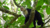 white faced monkey cahuita national park costa rice
