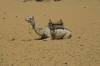 camel sitting in desert