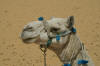 camel mona lisa