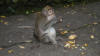 Monkey at Bali Monkey Forest