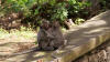 Two Monkeys at The Cliff Temple, Bali
