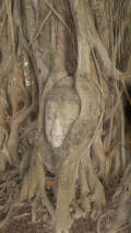 Wat Mahathat Buddha Head