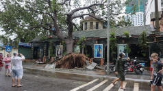 Nha Trang Fallen Tree