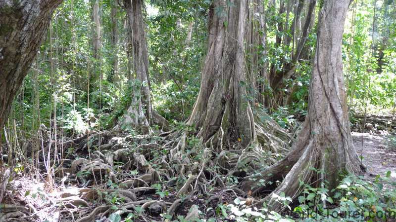 Forest in Cahuita