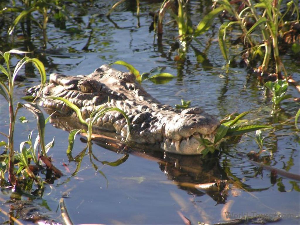 Large Crocodile