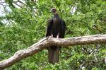 Tree Vulture