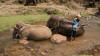 elephant bath time