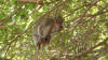 Monkey at Bali Cliff Temple - Ulawati